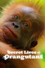 Sekretne życie orangutanów Cały Film